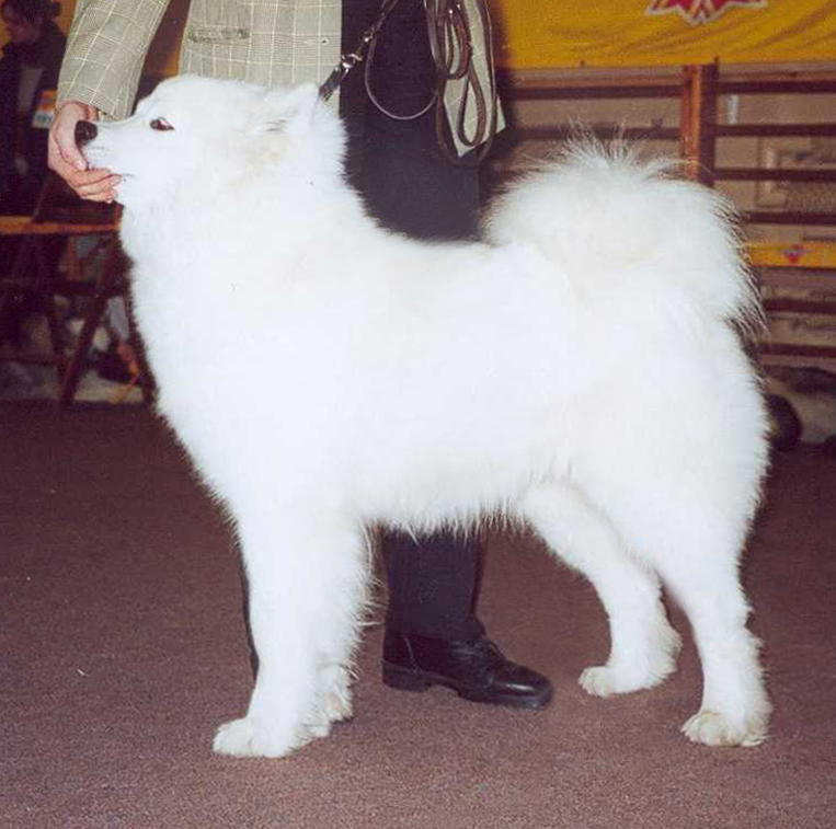 Korina Denali