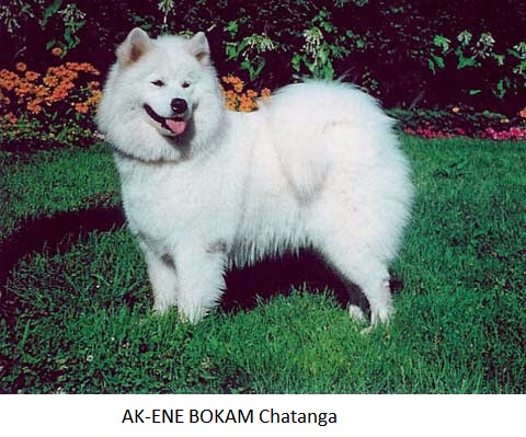 ak ene bokam