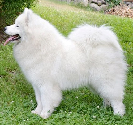 Arabela White Beauty Of Svidnik