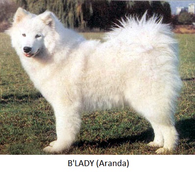 bladyaranda