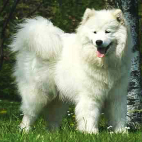 Arctic Challenge Honey The Glow Of The Snowy Star