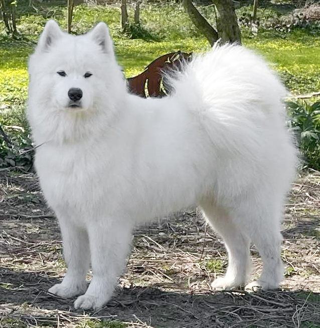 jojk