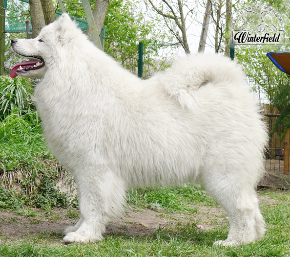 Qula Kay Of Ares The Glow Of The Snowy Star