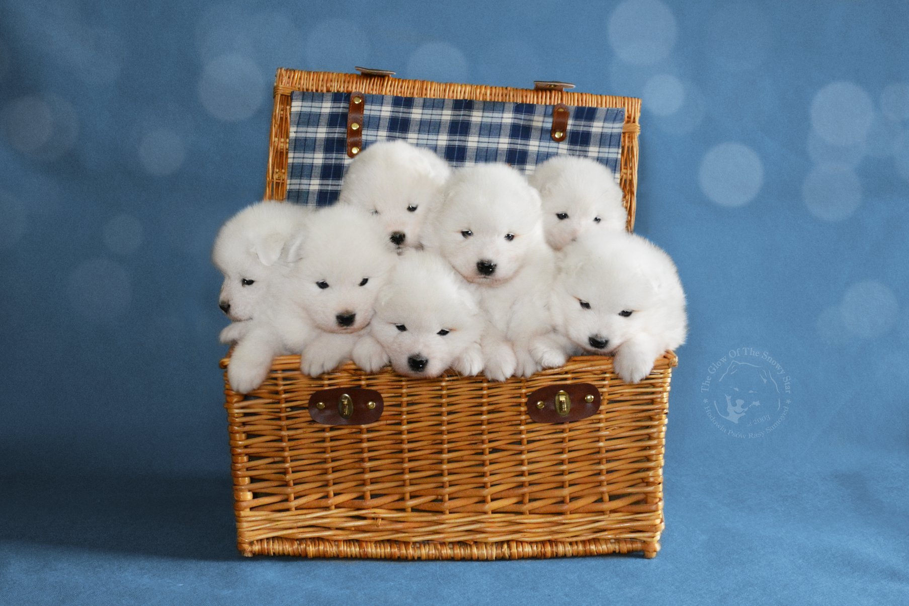 pups1