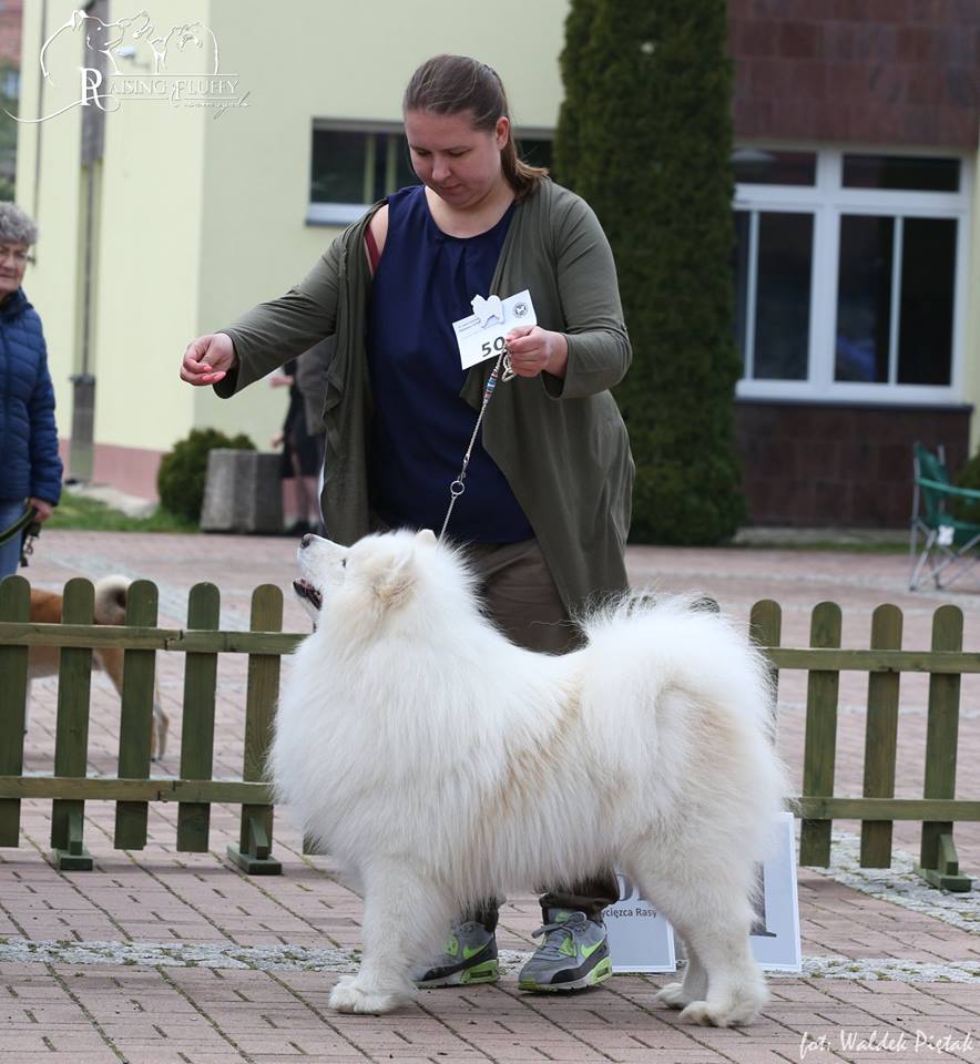 djangowalbrzych19