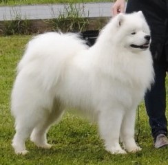 eyko