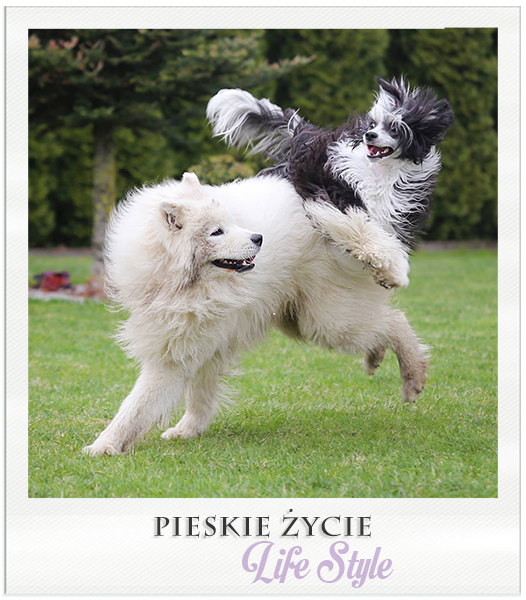 pieskiezycie