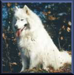 Holly Albus