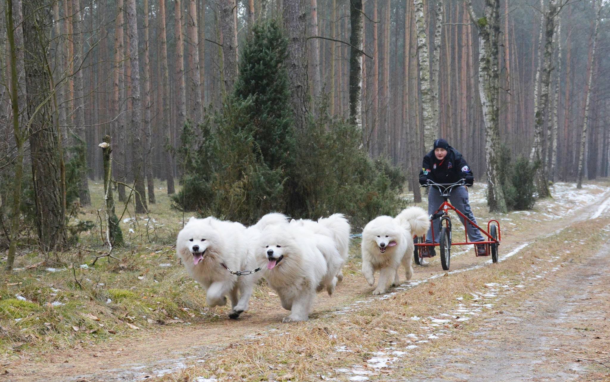 zaprzeg4