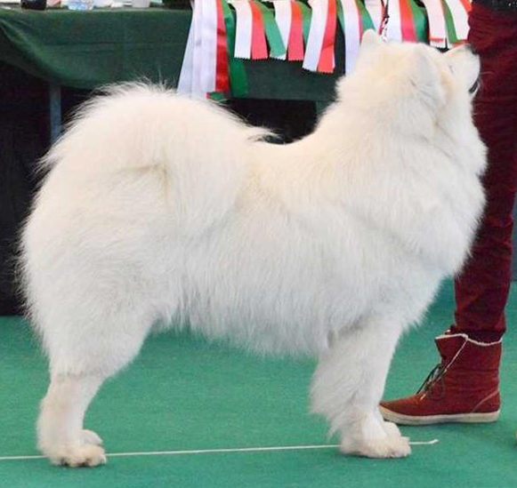 Arctic Aivik Furry Jip