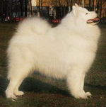 King Z Indiańskiej Wioski