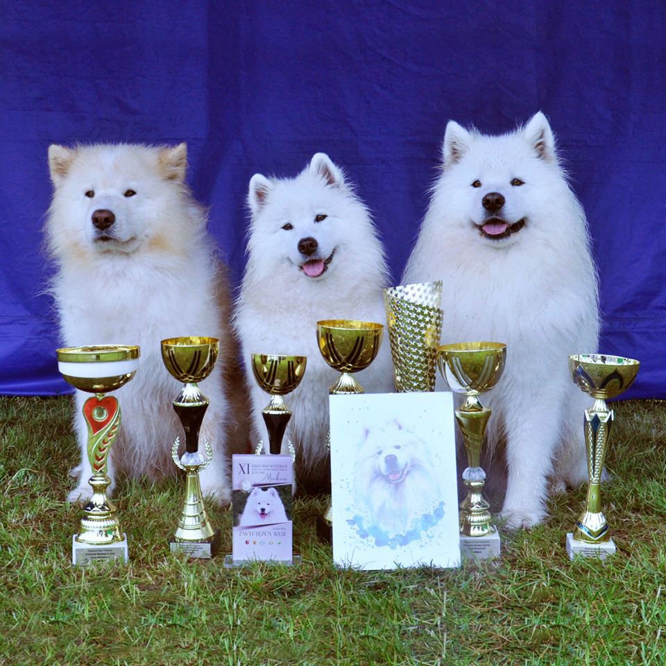 minikowomaj2019
