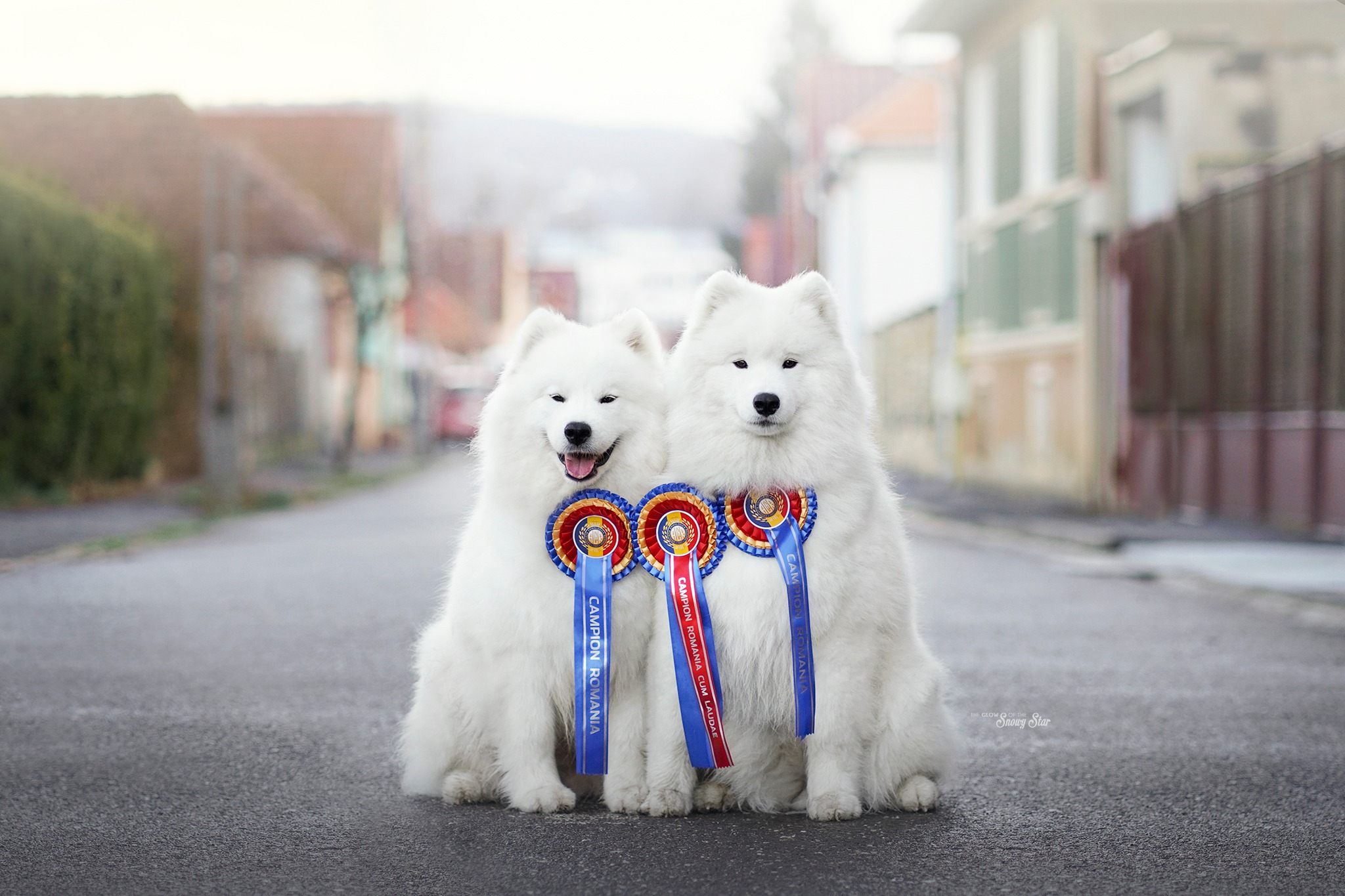 championkirum