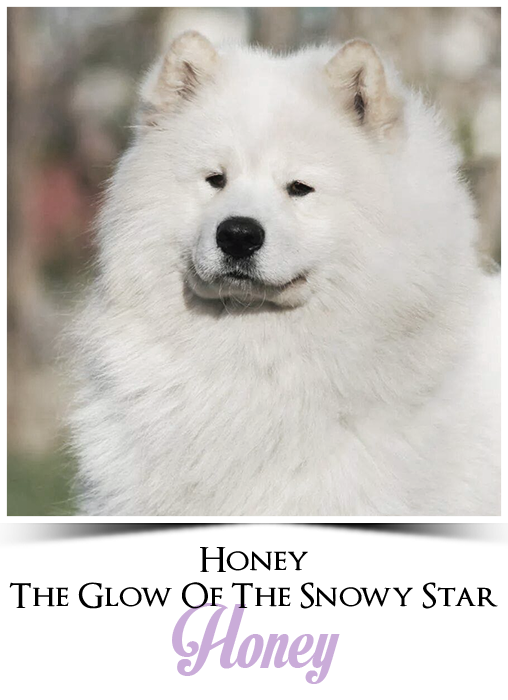 HONEY The Glow Of The Snowy Star