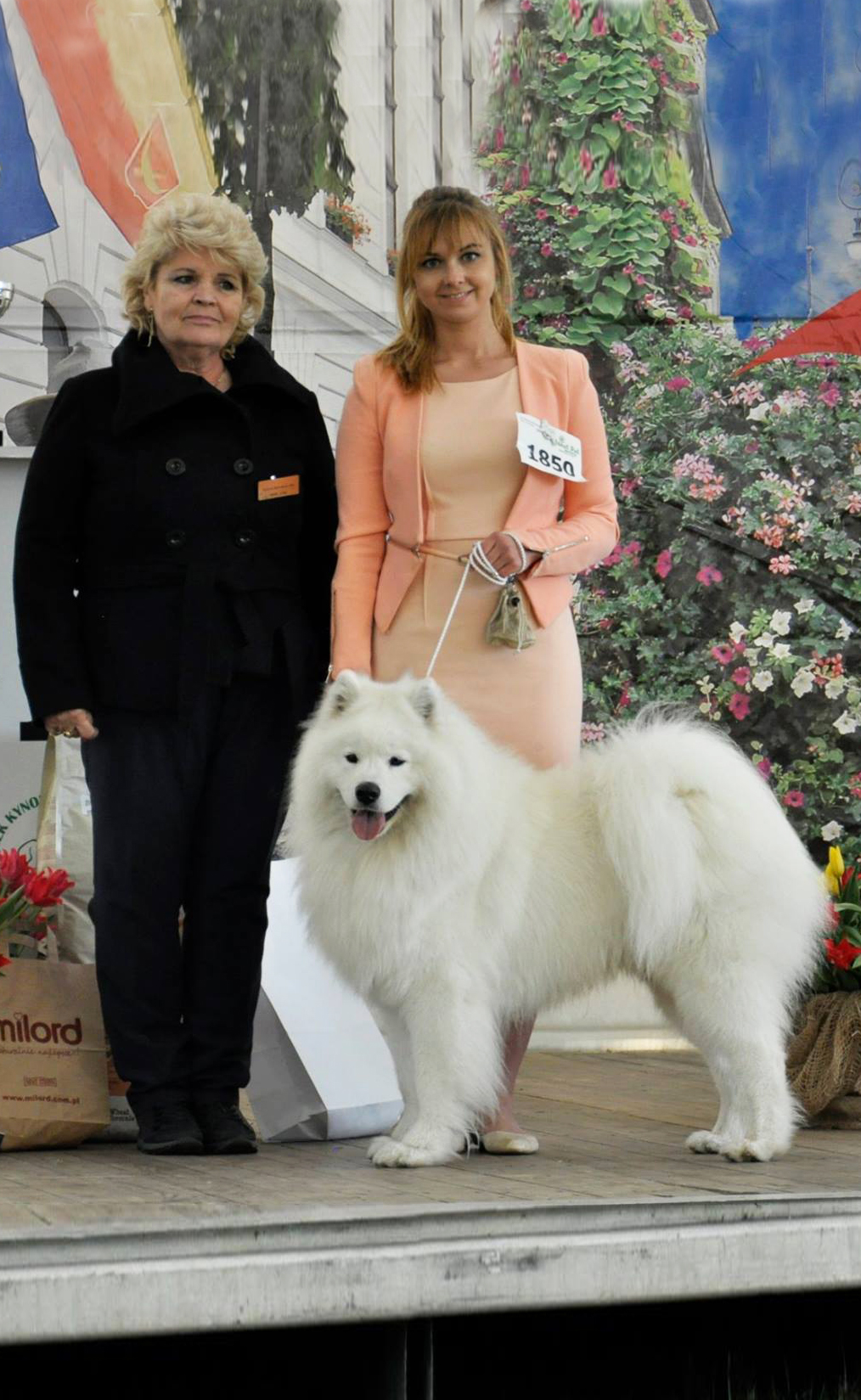 ciastekbis