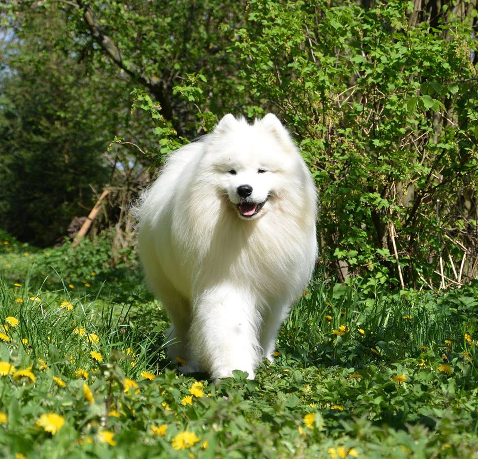 furio2