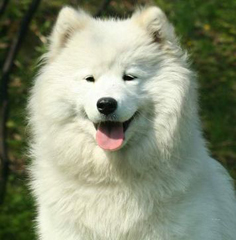 kasiaglowa