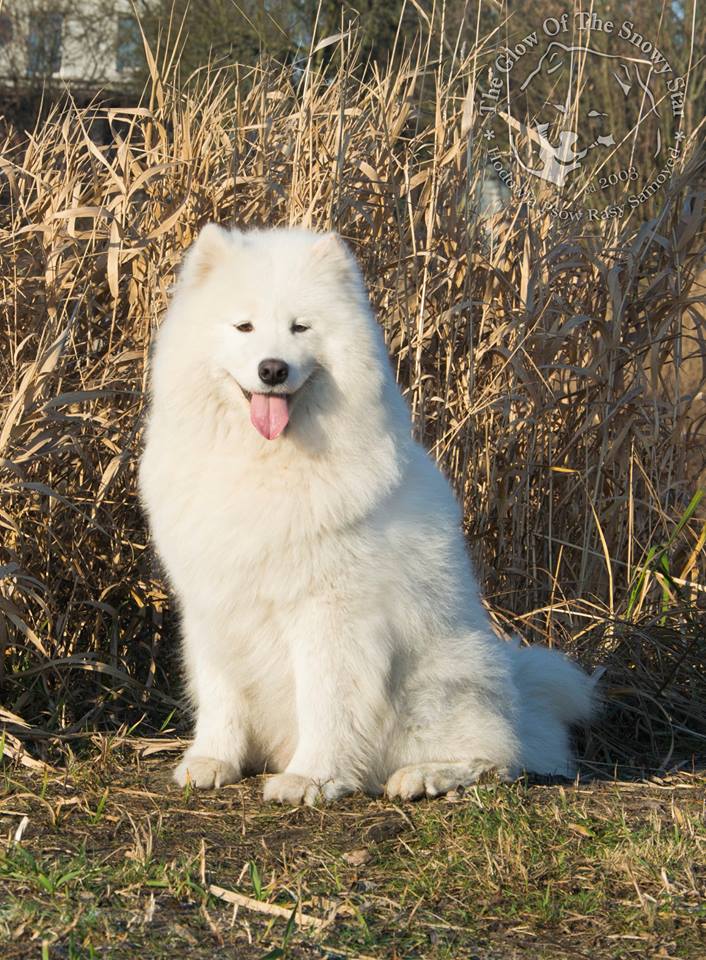 kayka