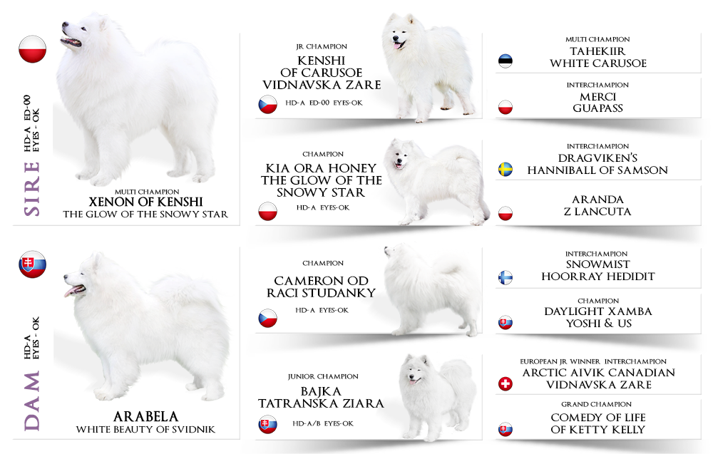 rodo ciastek arabela