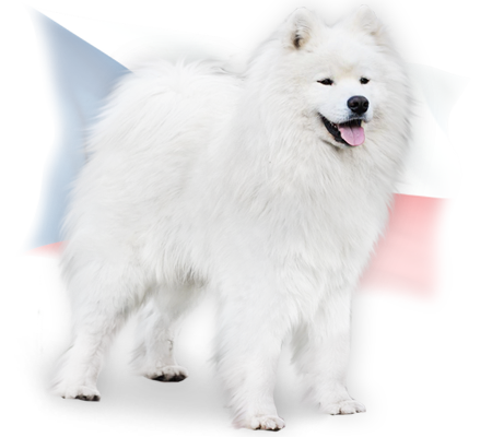 sire kenshi