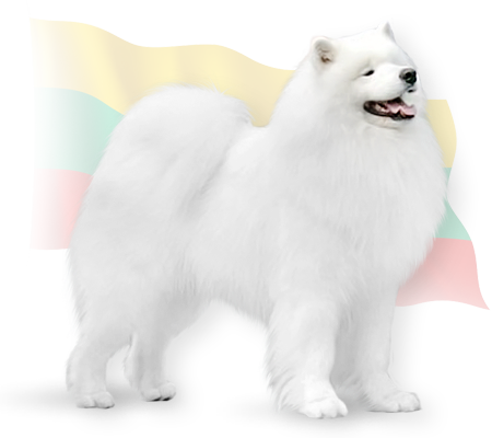 sire momo
