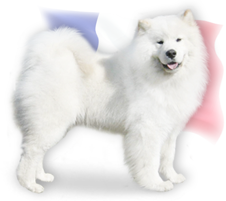 sire winky