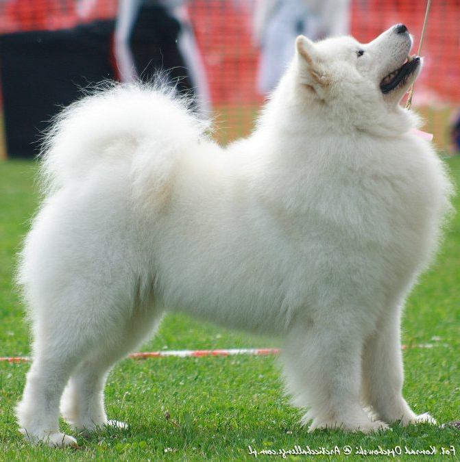 BY ARCTIC CHALLENGE TINY'GLOO Of Winky Bow-Wow